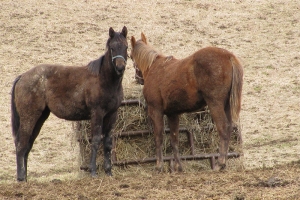 farm_0001_Horses - yearlings.jpg