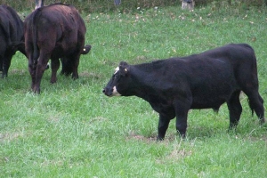 livestock3.jpg