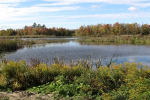 snake-cabin_0002_Marsh - view from Snake Cabin_0007_Background.jpg