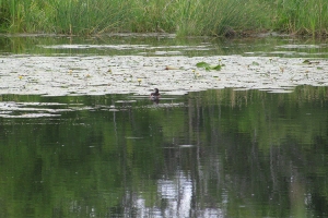 snake-cabin_0003_Marsh - view from Snake Cabin_0006_Snake Cabin (1).jpg